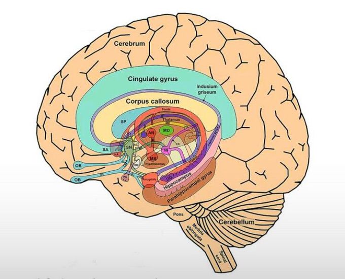 The limbic system