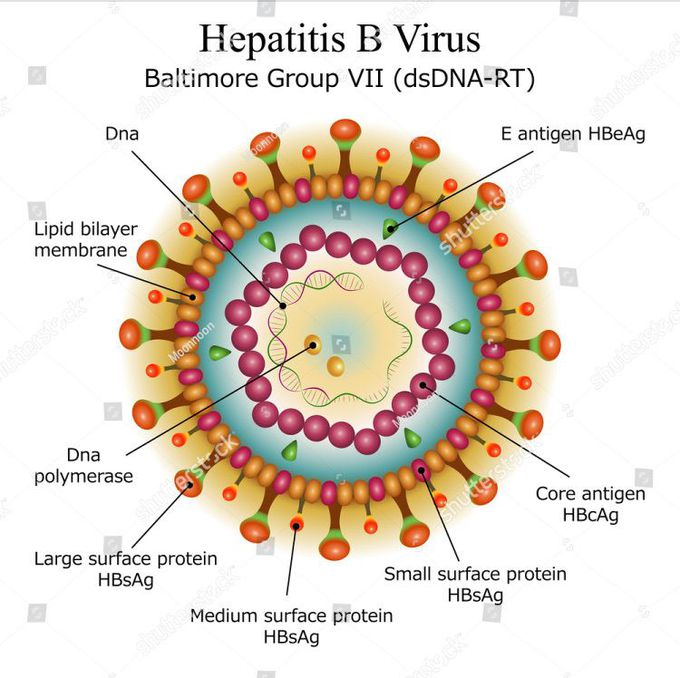 Hepatitis B Virus