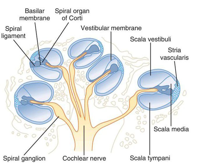 Cochlea