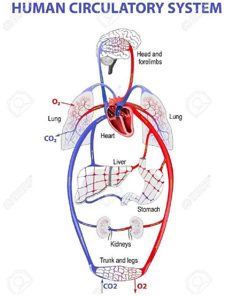 Human Circulatory System Medizzy 6337
