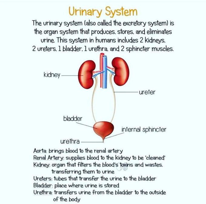 URINARY SYSTEM