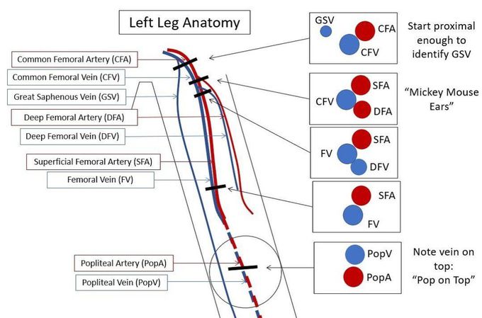 Left Leg Anatomy