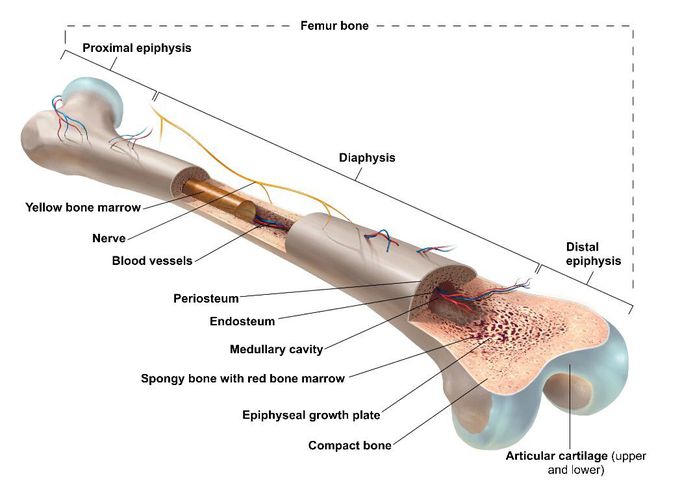 Structures of the femur