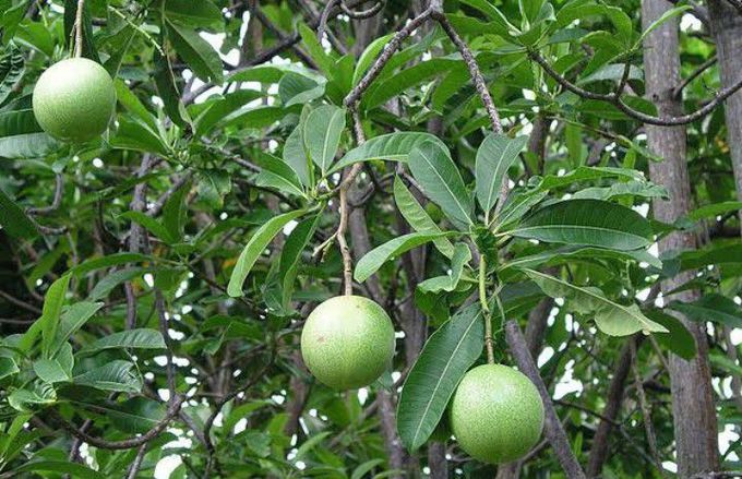 Cerbera odollam-suicide tree