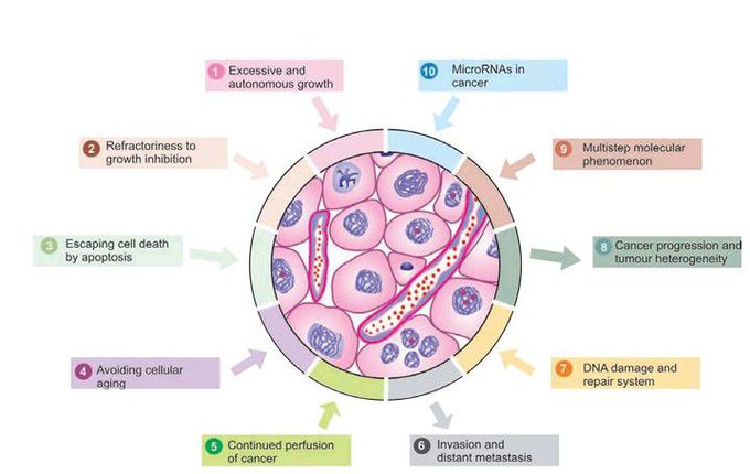 Major properties of cancer