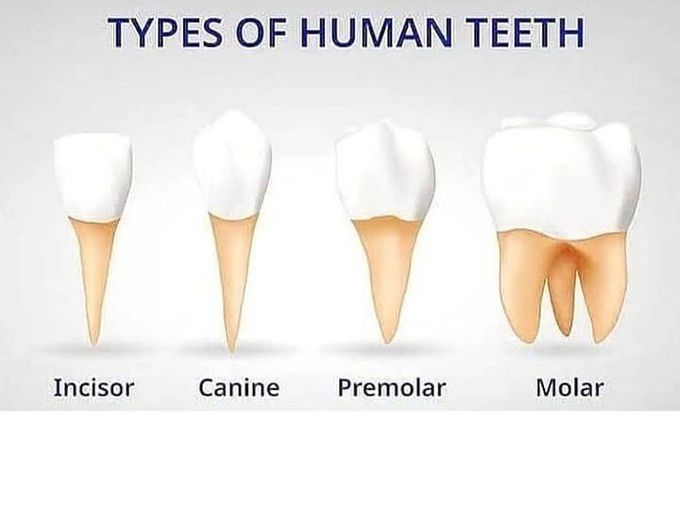 TYPES OF HUMAN TEETH