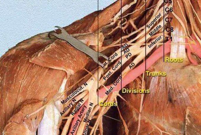 Brachial plexus
