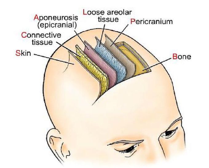 Layers of scalp