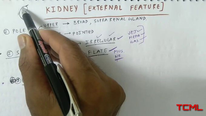 Kidney ( external feature )