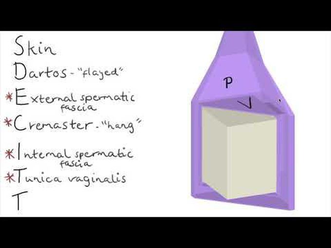 Layers of the Testes