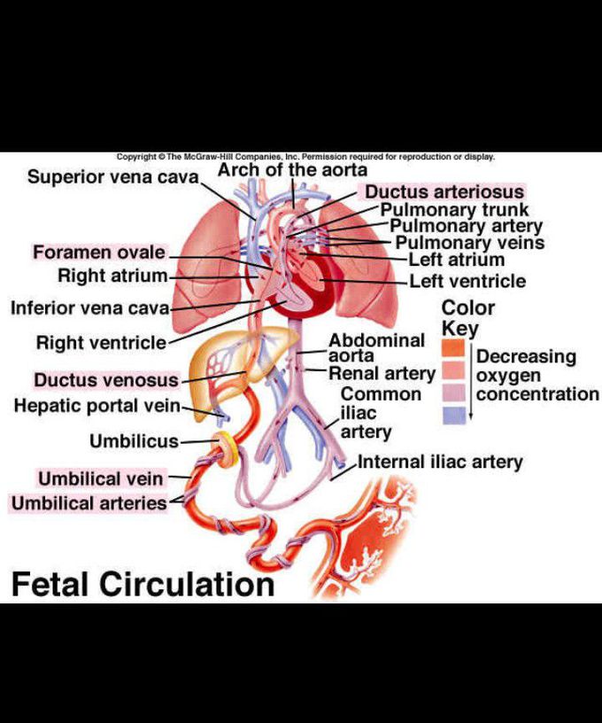 Fetal circulation