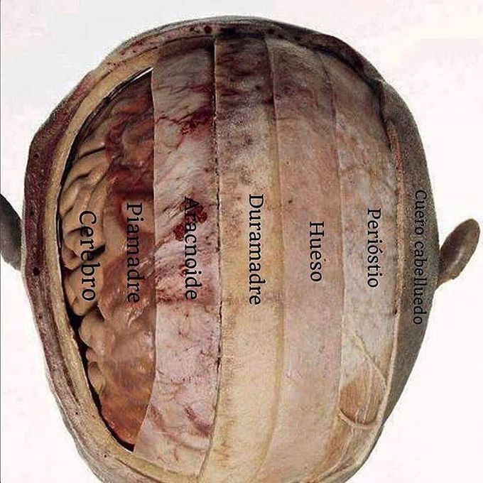 Scalp layers