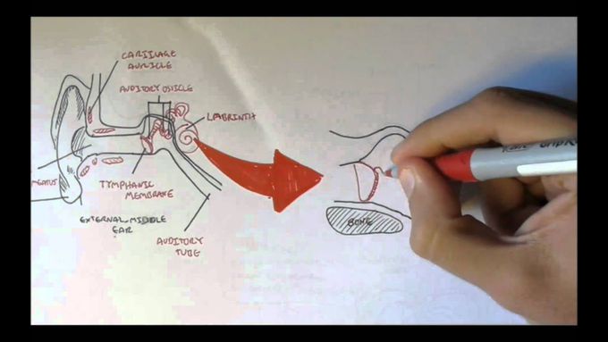 Ear Anatomy