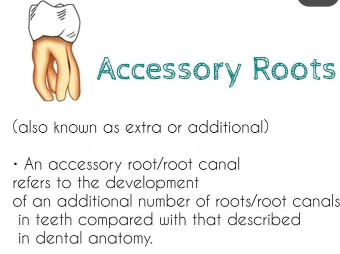 Accessory Roots