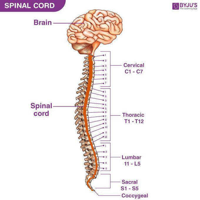 Function Of Spinal Cord
Important functions of Spinal Cord are mentioned below:

Forms a connecting link between the brain and the PNS

Provides structural support and builds a body posture

Facilitates flexible movements

Myelin present in the white matter acts as an electrical insulation

Communicates messages from the brain to different parts of the body

Coordinates reflexes

Receives sensory information from receptors and approaches towards the brain for processing. 🌹🌹