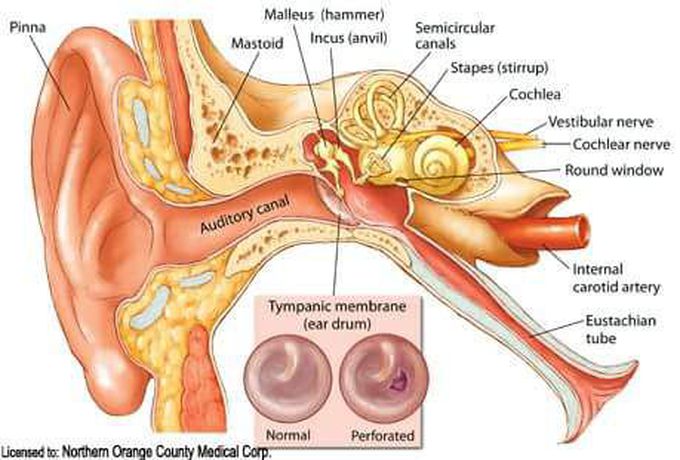 Ear'S parts...