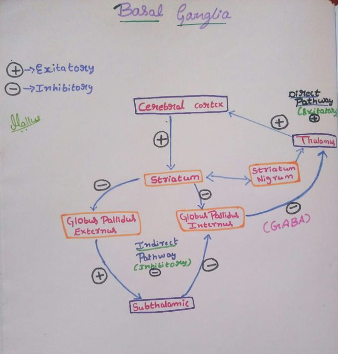 Easy way to understand connections and pathways of Basal Ganglia!!