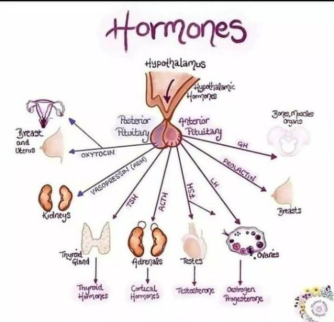 Hormones