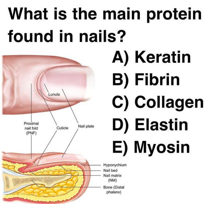 Do you know which main protein is found in Nails?