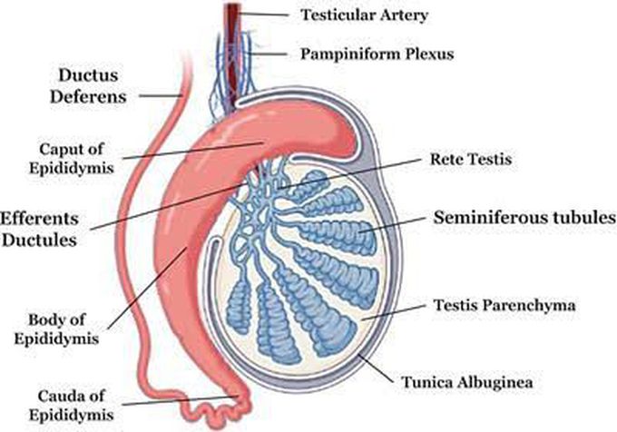Anatomy of Testis