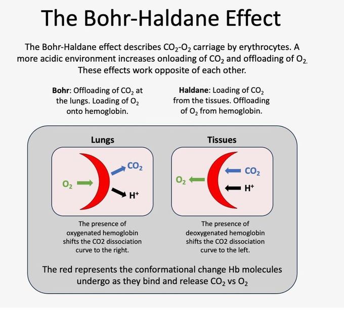 Bohr- Haldane Effect