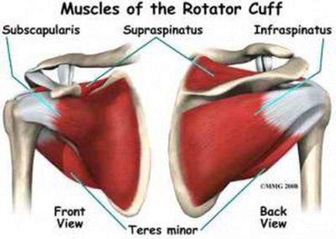 Rotator cuff muscles