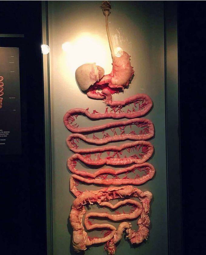 Gastrointestinal Tract