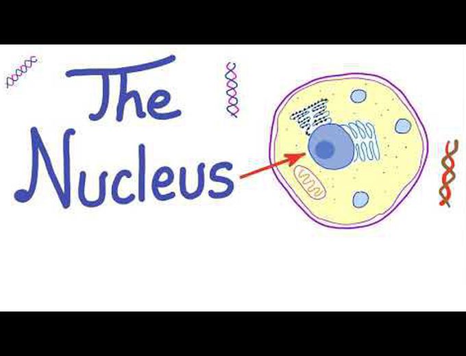 The nucleus