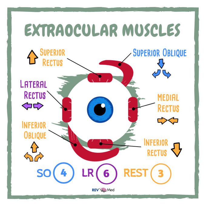 Muscles of the EYEBALL!