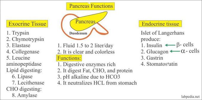 Functions of pancreas