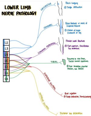 Branches of the Mandibular Nerve - MEDizzy