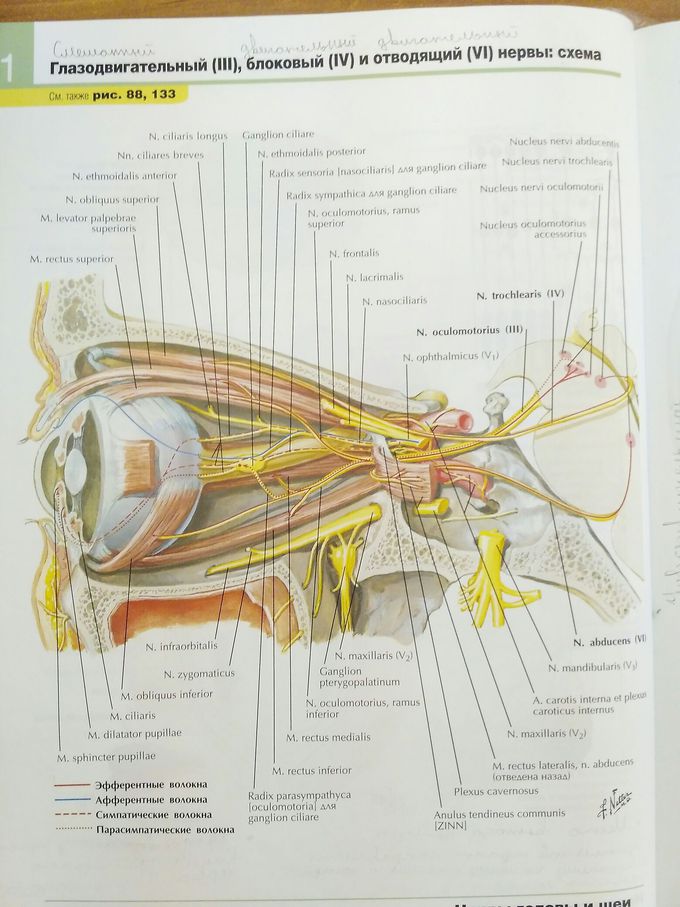 Блоковый нерв. Nervus oculomotorius анатомия. Блоковый нерв топография. Блоковый нерв анатомия иннервация. Глазодвигательный нерв Неттер.