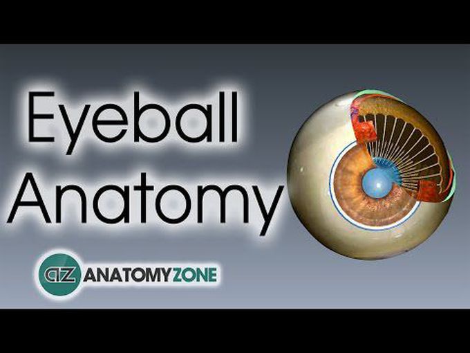 Eyeball anatomy: Overview