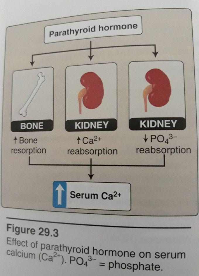 parathyroid hormone