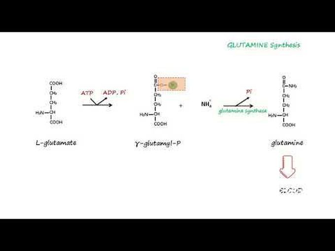 Glutamine detailed synthesis