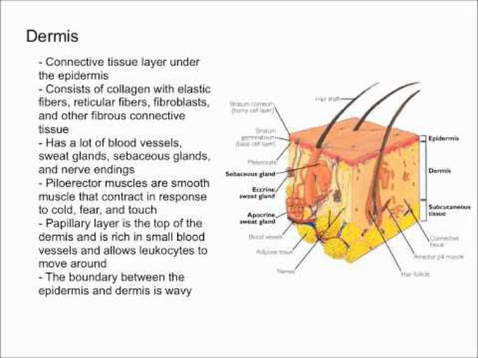 skin histology diagram