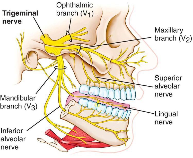 Mandibular Nerve - MEDizzy