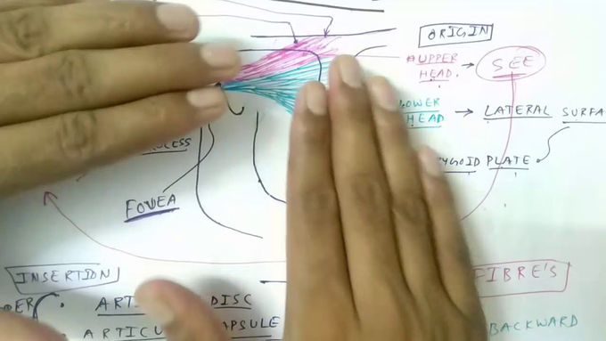 Muscle of mastication ( Lateral ptergoid )
