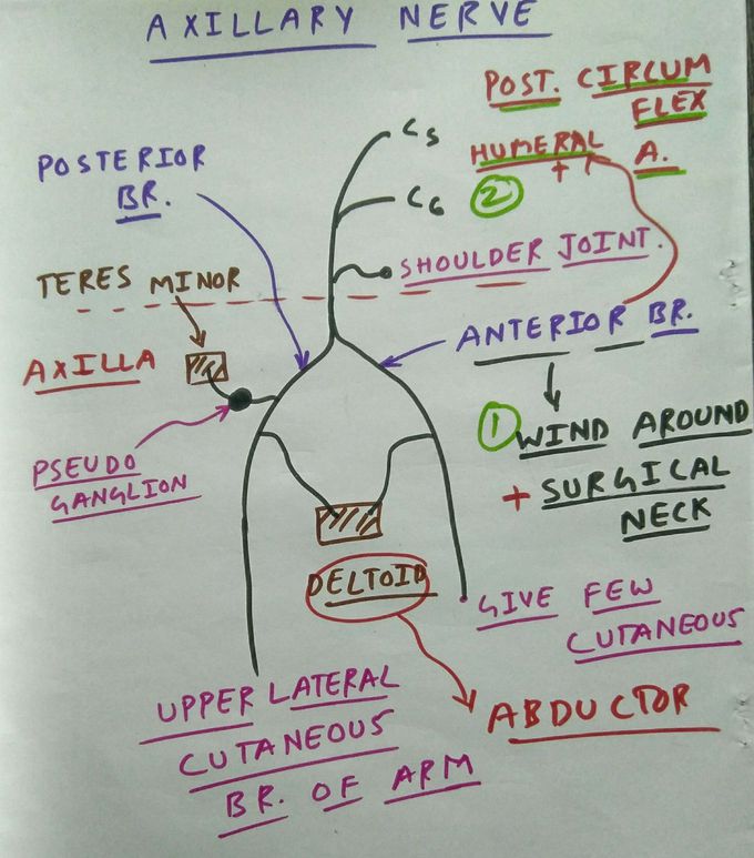 How to draw axillary nerve