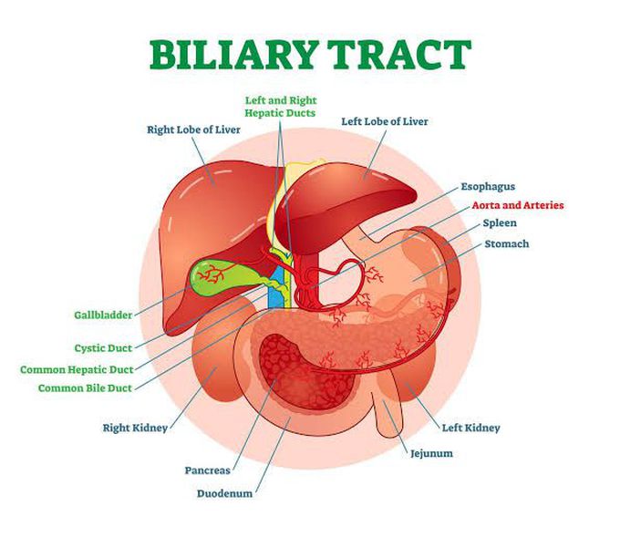 Biliary Tract