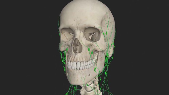 Introduction to the Lymphatic System - Animated Tutorial | Complete Anatomy