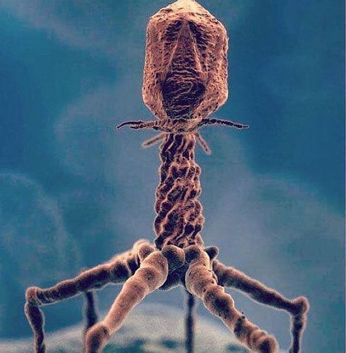 T4 Bacteria