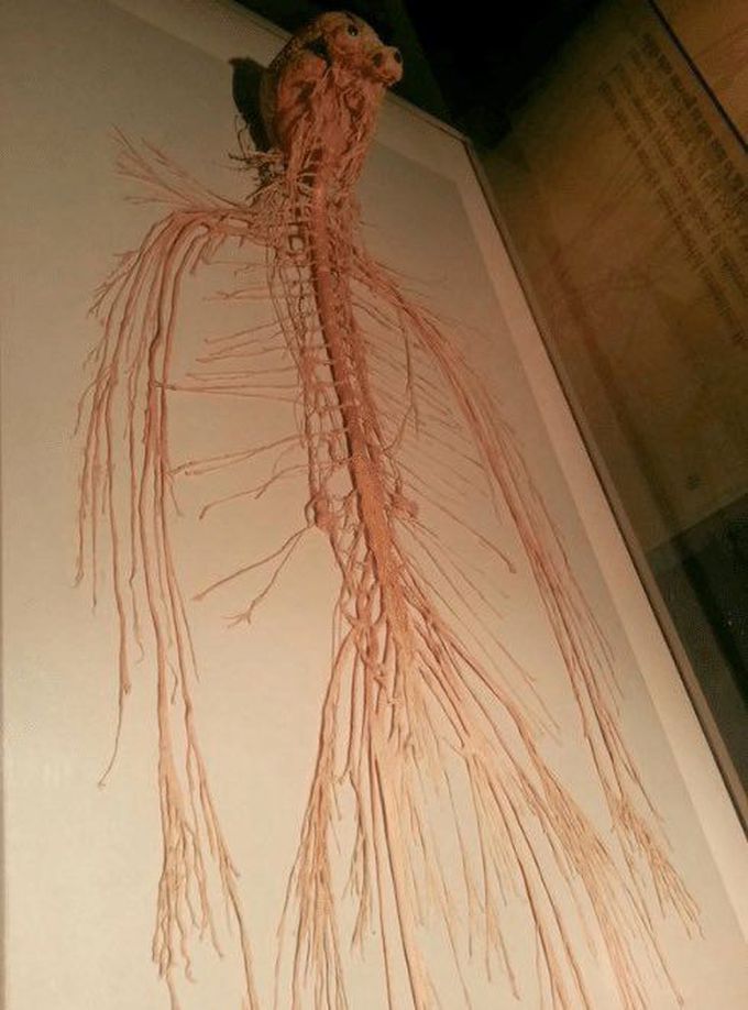 This is the human body when you only look at the nervous system..!
