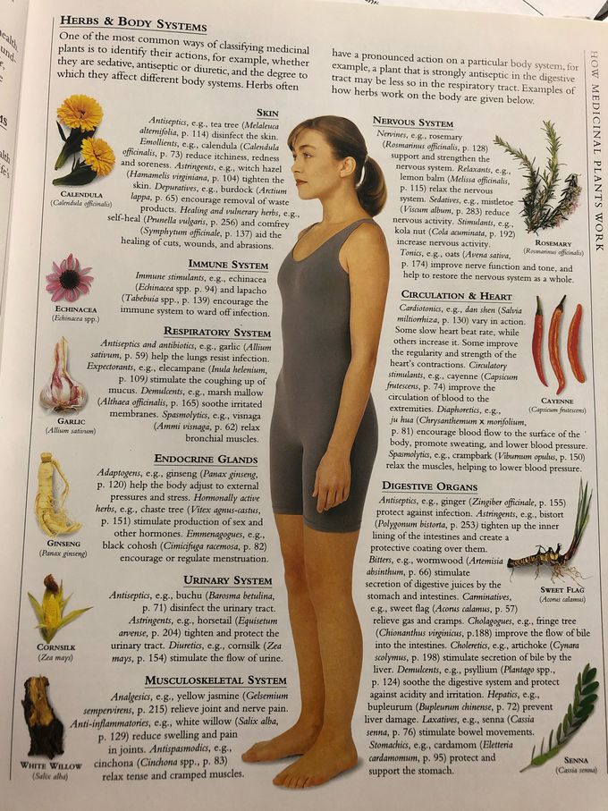 Herbal medicine benefits on body systems