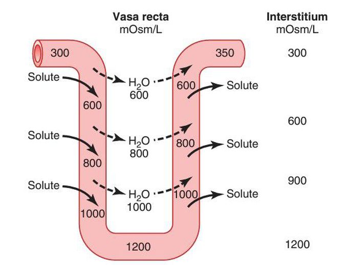 Countercurrent exchange in the vasa recta.