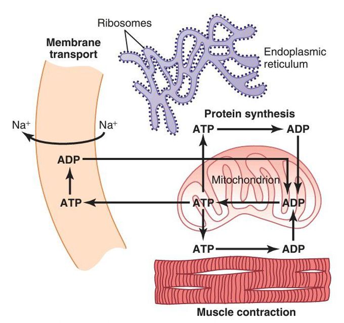 Atp functions