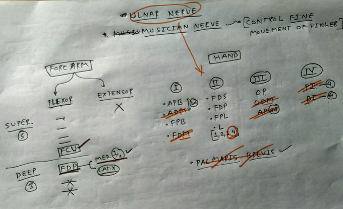 Ulnar nerve muscular branche's