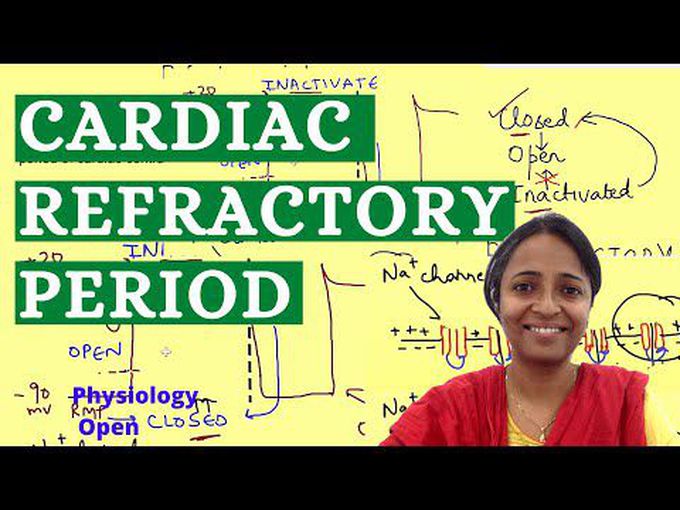Refractory periods in Cardiac muscle cells