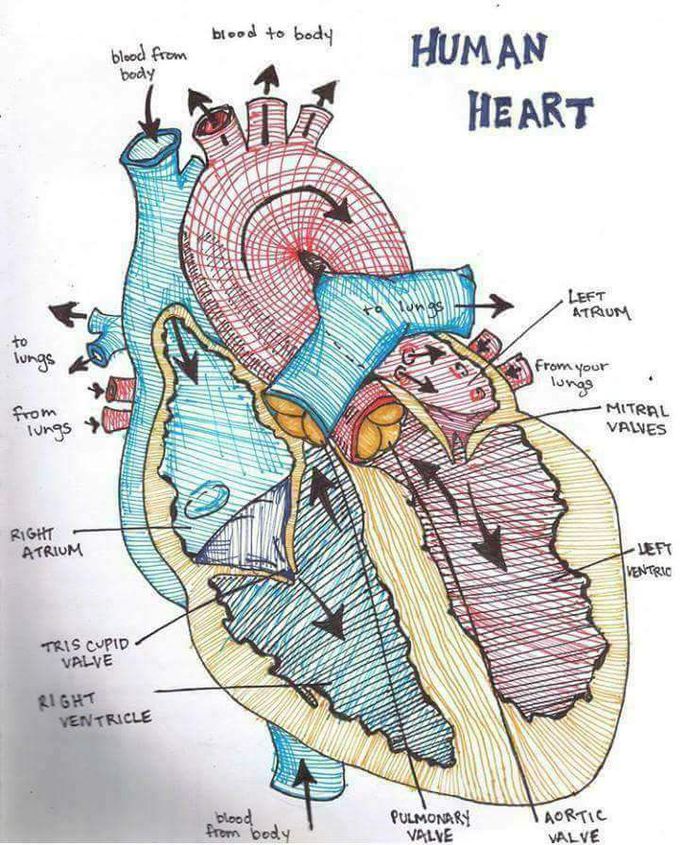 Human heart