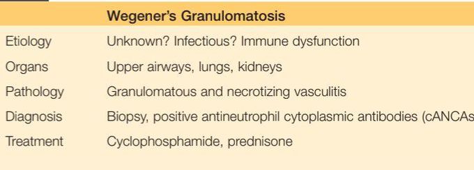 Wegener's granulomatosis features